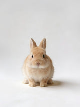 Cruelty-Free & Clean